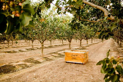 Setton Farms Premium Pistachio Dry Roasted
